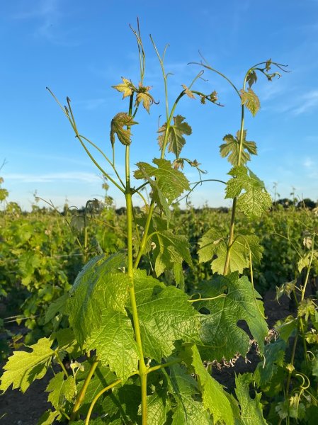 Vins de Saint Nicolas de Bourgueil • Gaëtan Bruneau, vigneron • La Chevallerie - photo 3