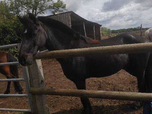 Ecurie du Pont de l'Etang - photo 1