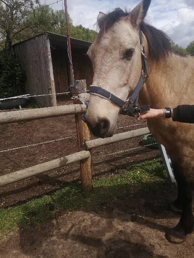 Ecurie du Pont de l'Etang - photo 3