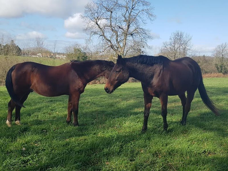 Écuries du Mas d'Oc - photo 2