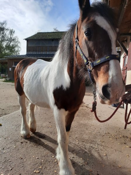 Les Ecuries de Chouzy - photo 2