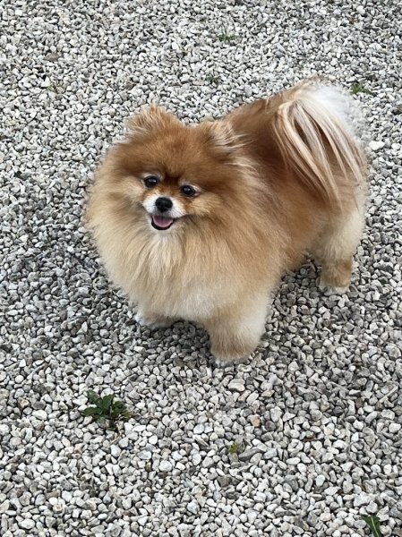 La pension enchantée - photo 2