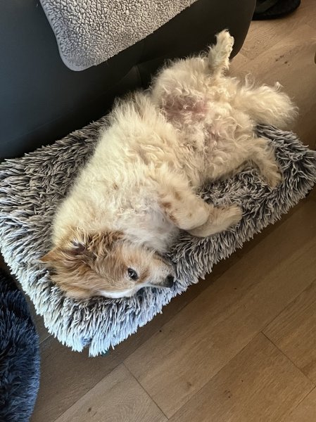 La pension enchantée - photo 3