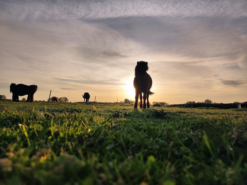 Poney Club Annabelle - photo 3