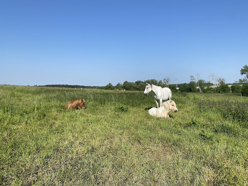 Sôteira | Mediation animale et pension pour chevaux