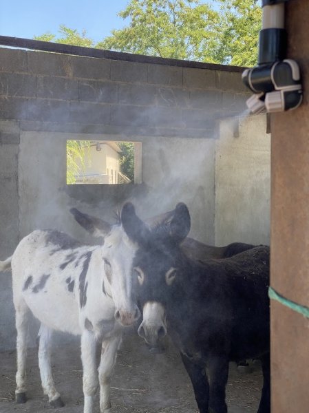 Sôteira | Mediation animale et pension pour chevaux - photo 2