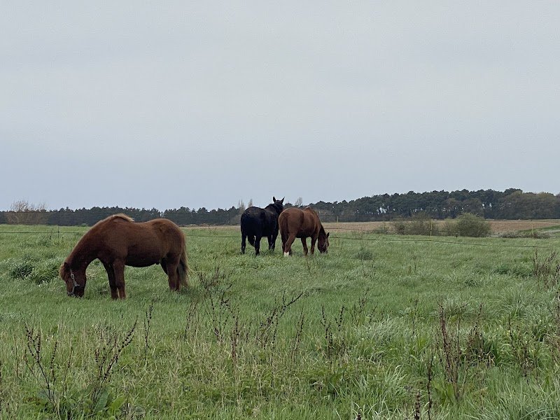 Sôteira | Mediation animale et pension pour chevaux - photo 3