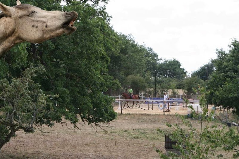 Les Ecuries de Brochemerle - photo 3