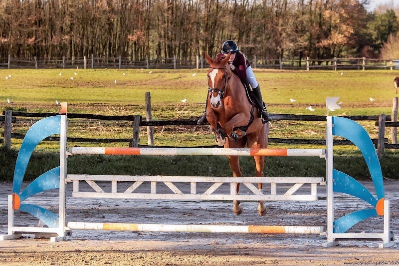 Haras de l'Erable - photo 3