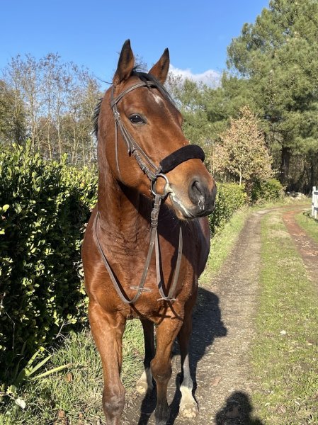 Écurie apollon - photo 2