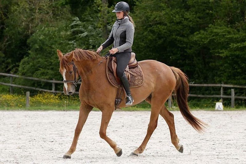 Ecurie de la Vicomté - photo 2