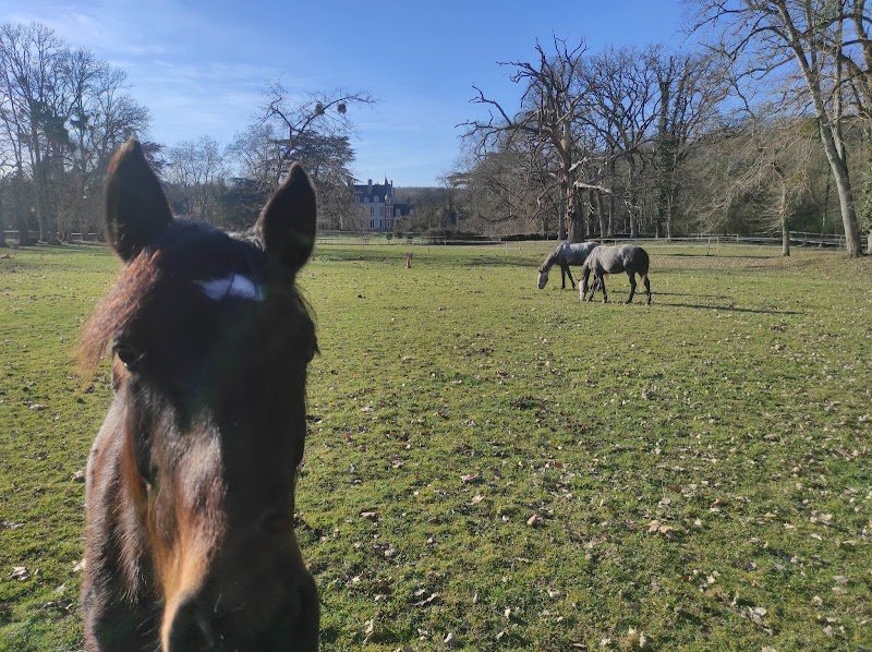Ecurie de la Vicomté - photo 3