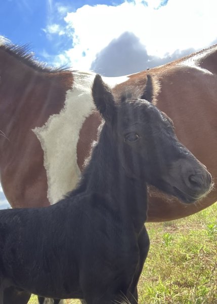 Centre équestre de la Chênaie