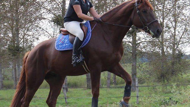 Centre Equestre De Blois