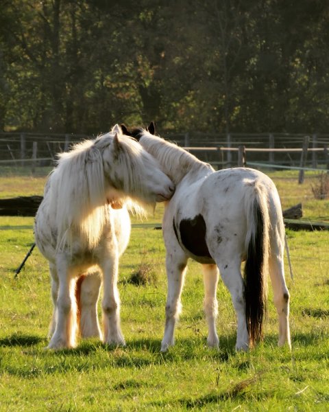 Centre Equestre De Blois - photo 2