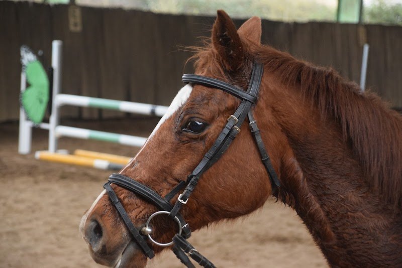 Centre équestre de Méhers - photo 2