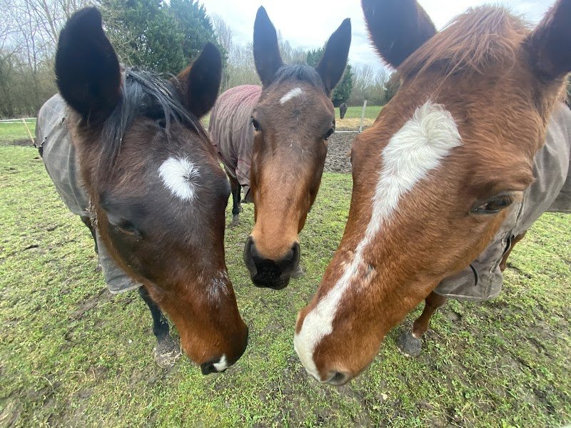 Centre équestre de Méhers - photo 3
