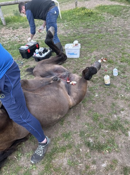 Ecurie du château Gallouën - photo 3