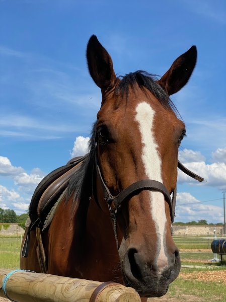 Les ateliers équestres - photo 3