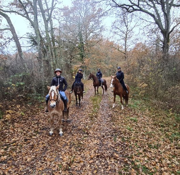 Ecuries Des Noues - photo 1