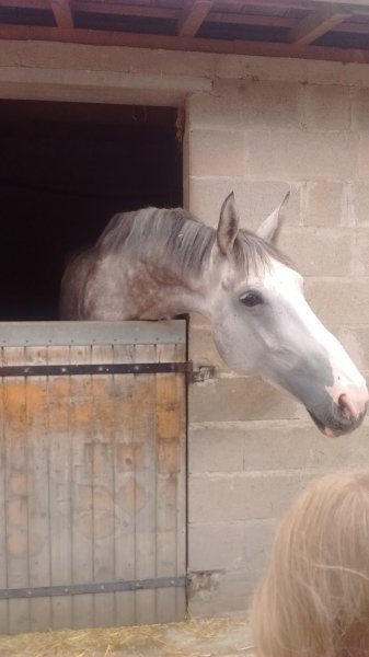 Ecuries Des Noues - photo 2