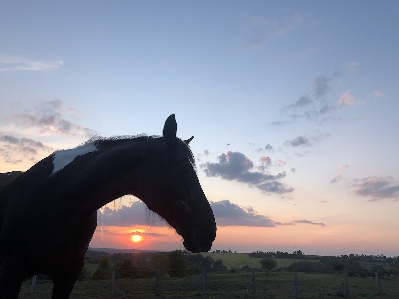Écurie Équilibre - photo 1