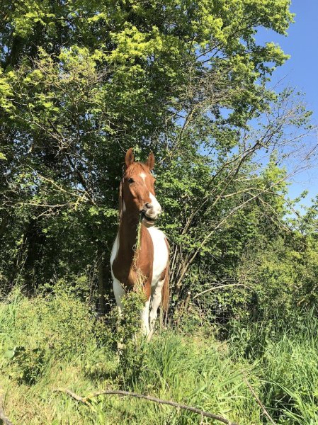 Écurie Équilibre - photo 3