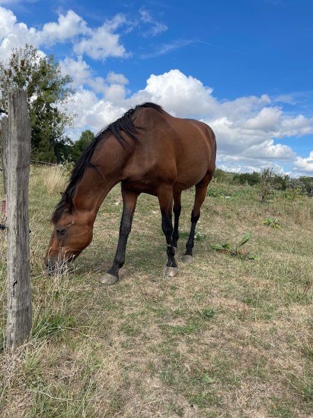 Haras de Chalvergnes - photo 3