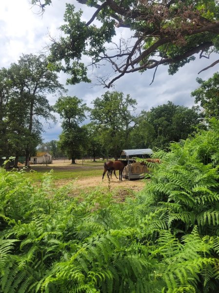 Ferme Equestre De Maisonnette - photo 2