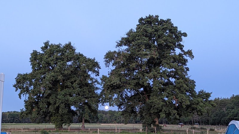Ferme Equestre De Maisonnette - photo 3