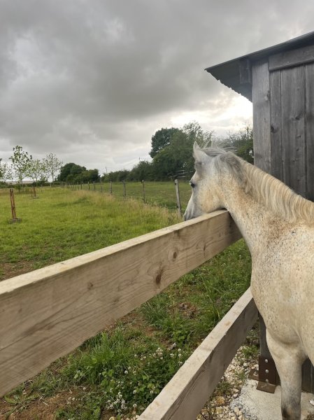 Ecurie la Chevauchée - photo 2