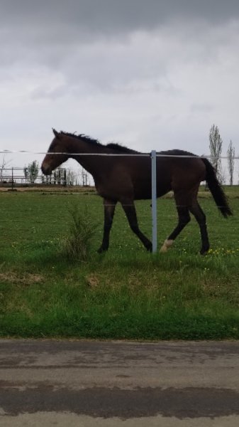 Ecurie la Chevauchée - photo 3