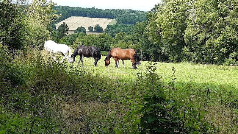 Ecurie Du Loup - photo 2