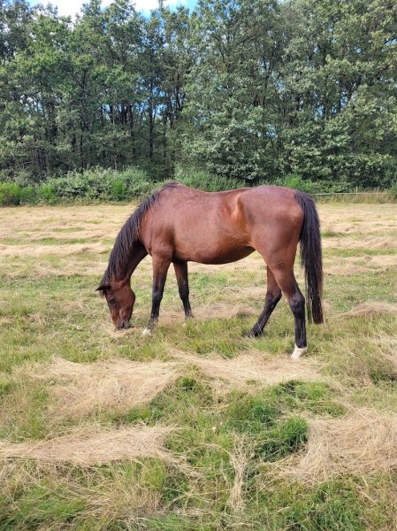 Ecurie de la Pièce aux Loups - photo 1