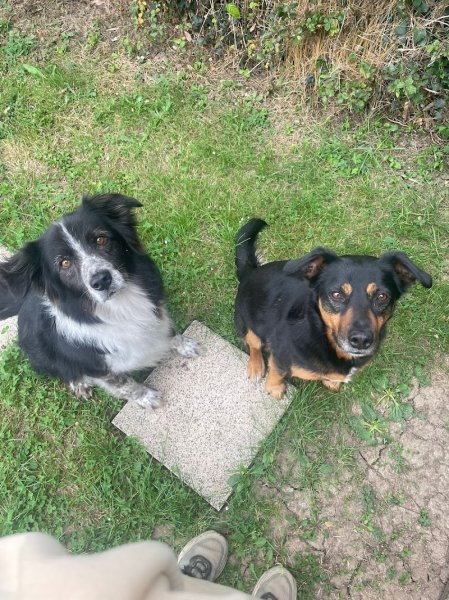 Pension des Bois Jolis - photo 2