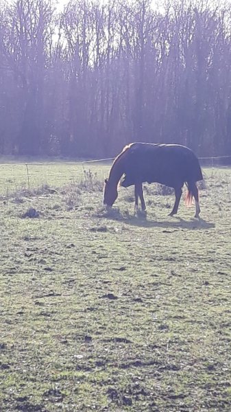Ecuries de la Roche de Bran - photo 2