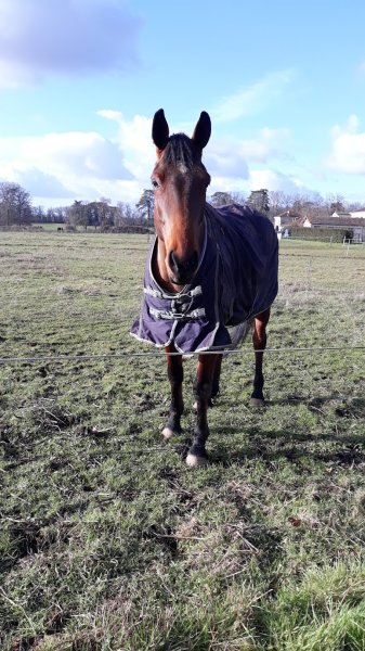 Ecuries de la Roche de Bran - photo 3