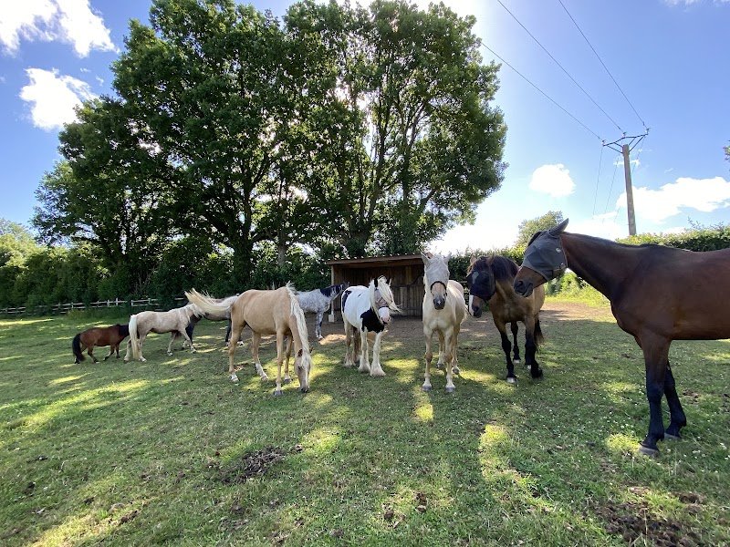 Haras D’Ock - photo 2