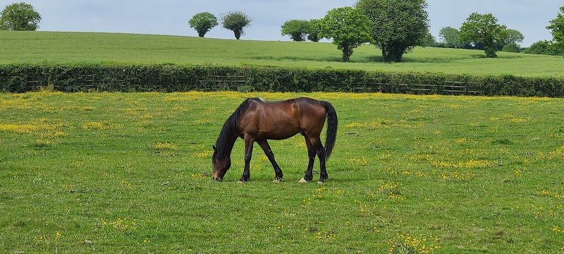 Haras D’Ock - photo 3