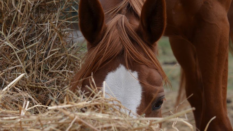 Cercle Hippique d'Olivet - photo 1