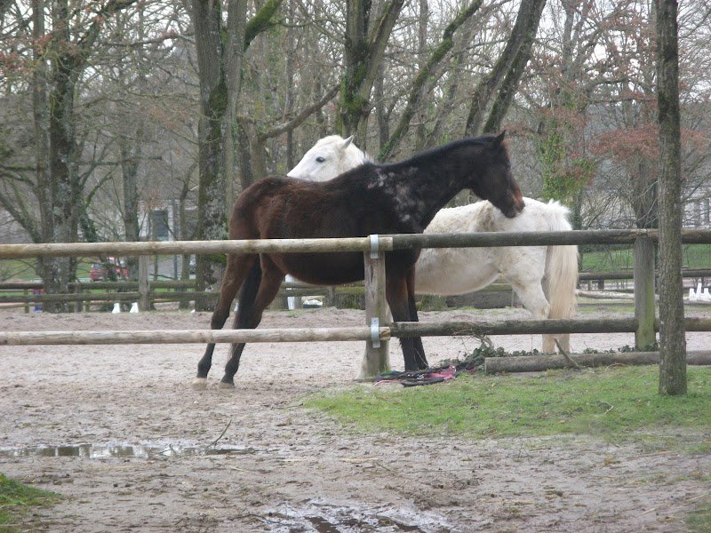Centre Équestre du Château de l'Étang - photo 2