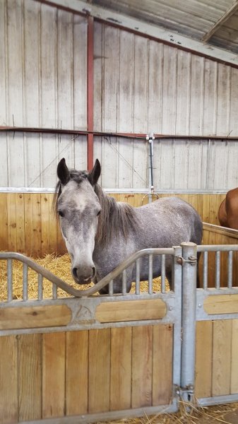 Centre Équestre du Château de l'Étang - photo 3