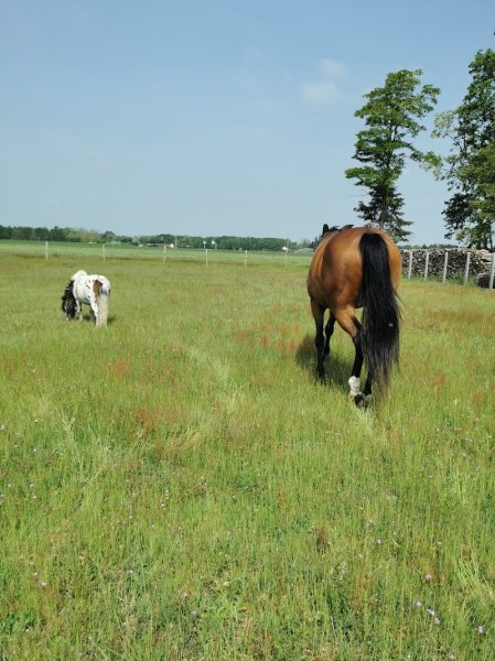Écurie de la Citadelle - photo 1