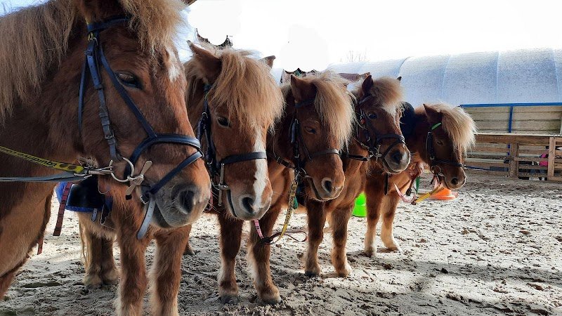 HARAS D AMELONE C E LES JONCS - photo 3