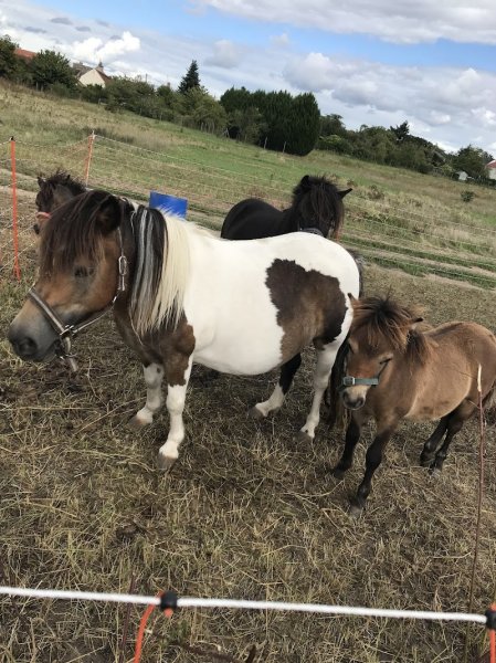 Cavalier de Maison Rouge - photo 3