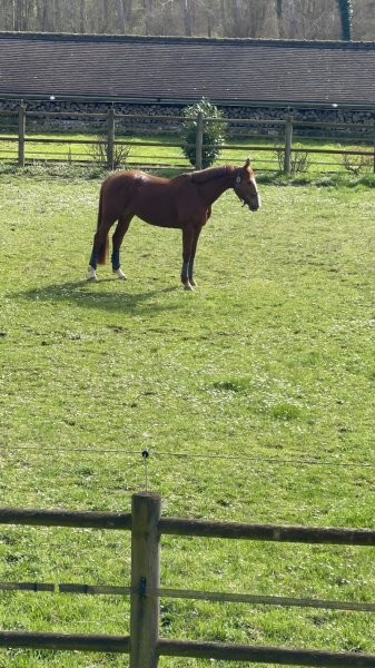 Haras des cordeliers - photo 1