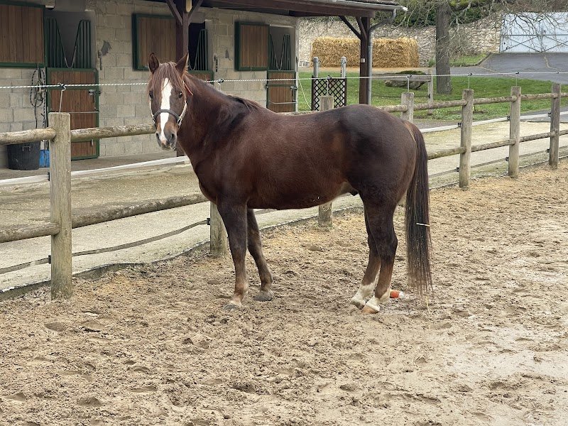 Haras des cordeliers - photo 3