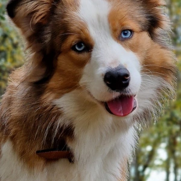 Elevage et Pension de l'aisance des Bois - photo 1