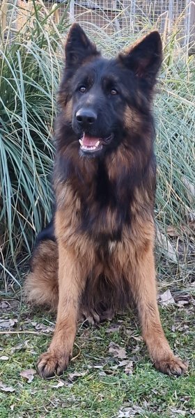 Elevage et Pension de l'aisance des Bois - photo 2