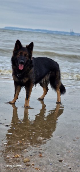 Elevage et Pension de l'aisance des Bois - photo 3